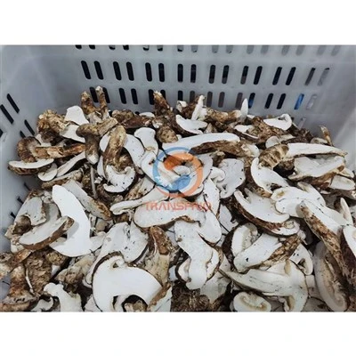 곰팡이 건조 라인